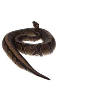 CB23 Red Stripe Royal Python