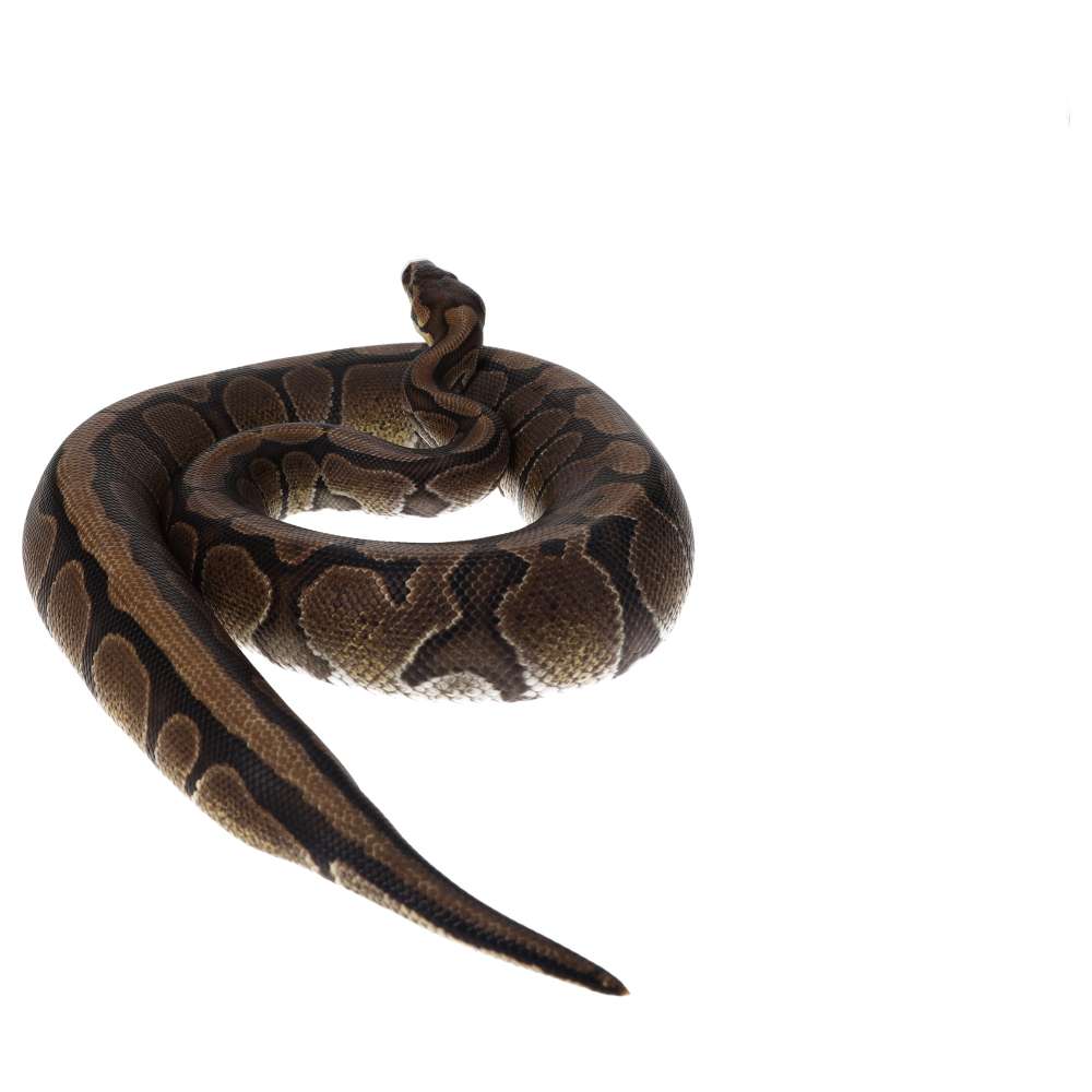 CB23 Red Stripe Royal Python