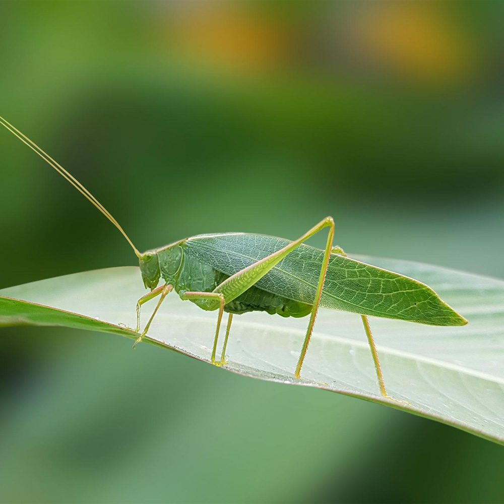 CB California  Red-Sided Garter Snake