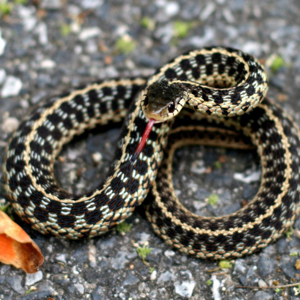CB23 Chequered Garter Snake CB23 Chequered Garter Snake