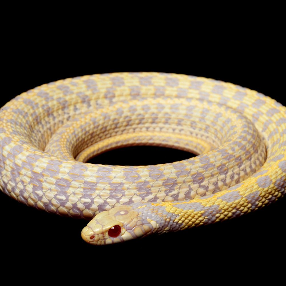 CB23 Albino Chequered Garter Snake CB23 Albino Chequered Garter Snake