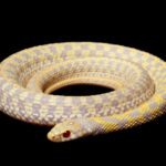 CB26  Albino Chequered Garter Snake