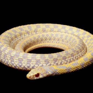 CB26  Albino Chequered Garter Snake