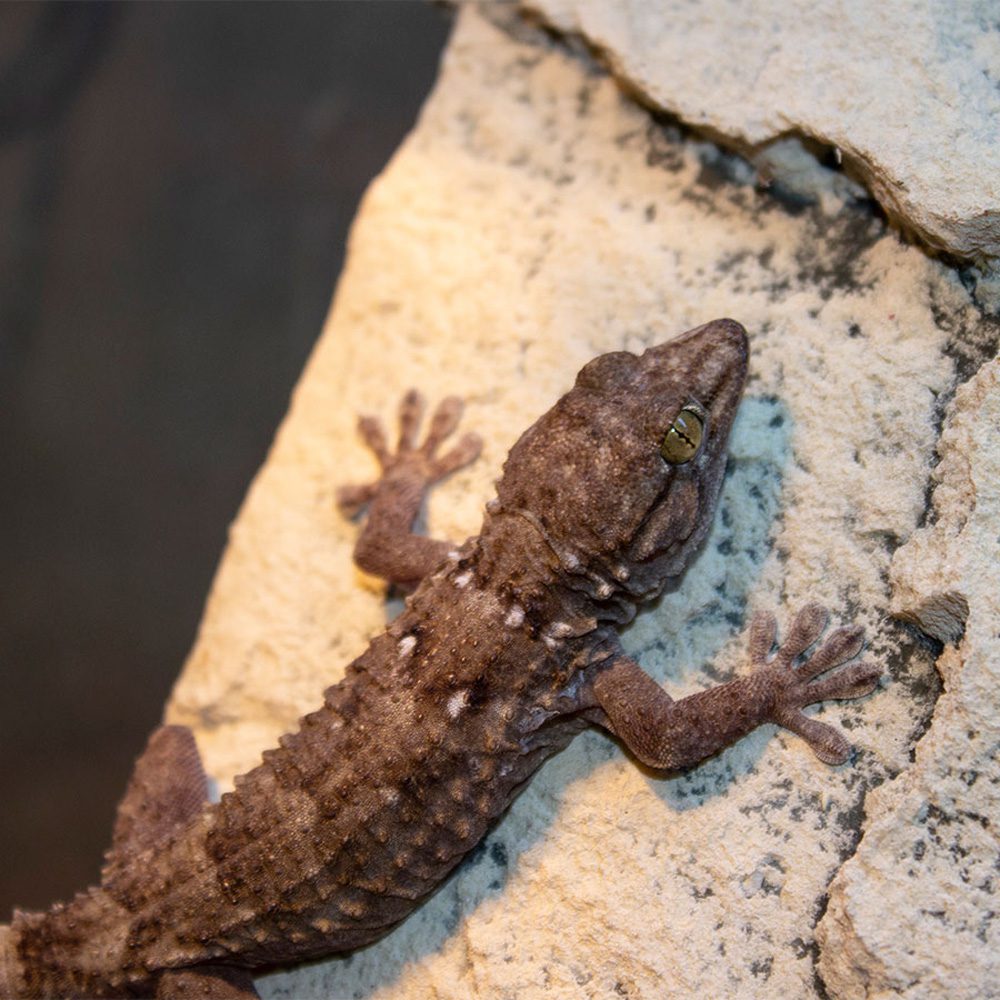 CB White spotted gecko *B-Grade*