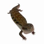 CB Northern Blue Tongue Skink
