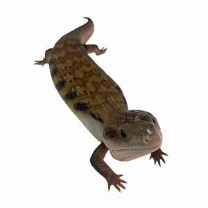CB Northern Blue Tongue Skink
