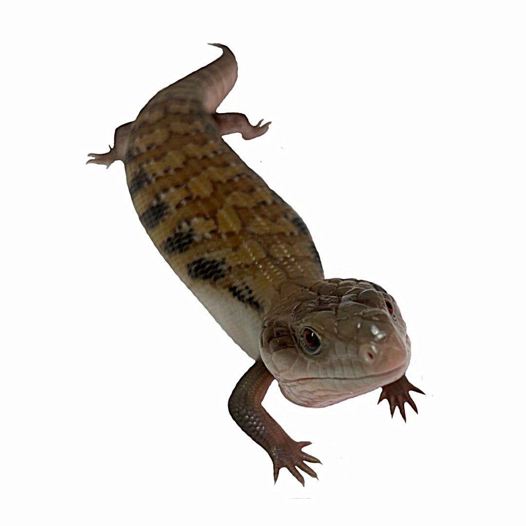 CB Northern Blue Tongue Skink