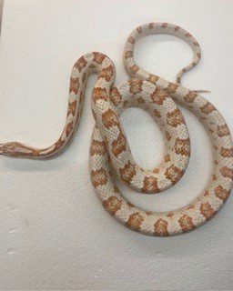 NCRW MIXED MORPH CORN SNAKE Sub Adult NCRW MIXED MORPH CORN SNAKE Sub Adult