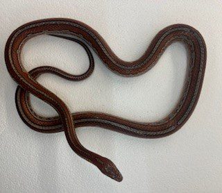 NCRW MIAMI TESSERA CORN SNAKE Adult male NCRW MIAMI TESSERA CORN SNAKE Adult male