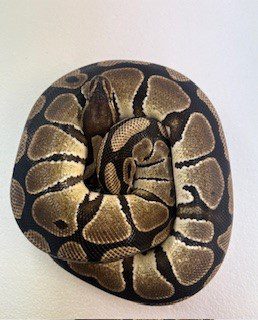 NCRW NORMAL Royal Python - Adult NCRW NORMAL Royal Python - Adult