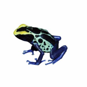 CB Dying Poison Arrow Frog "Robertus"