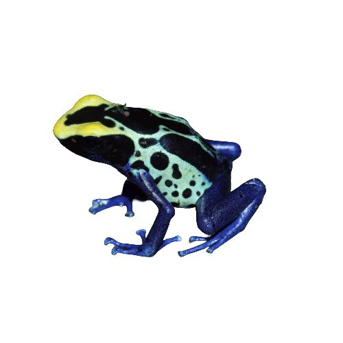 CB Dying Poison Arrow Frog 
