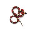 CB24/25 Orange Milk Snake
