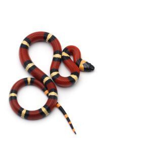CB25 Orange Milk Snake