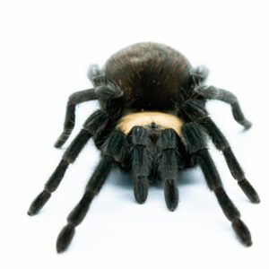 CB 2cm Mexican Golden Red Rump Tarantula