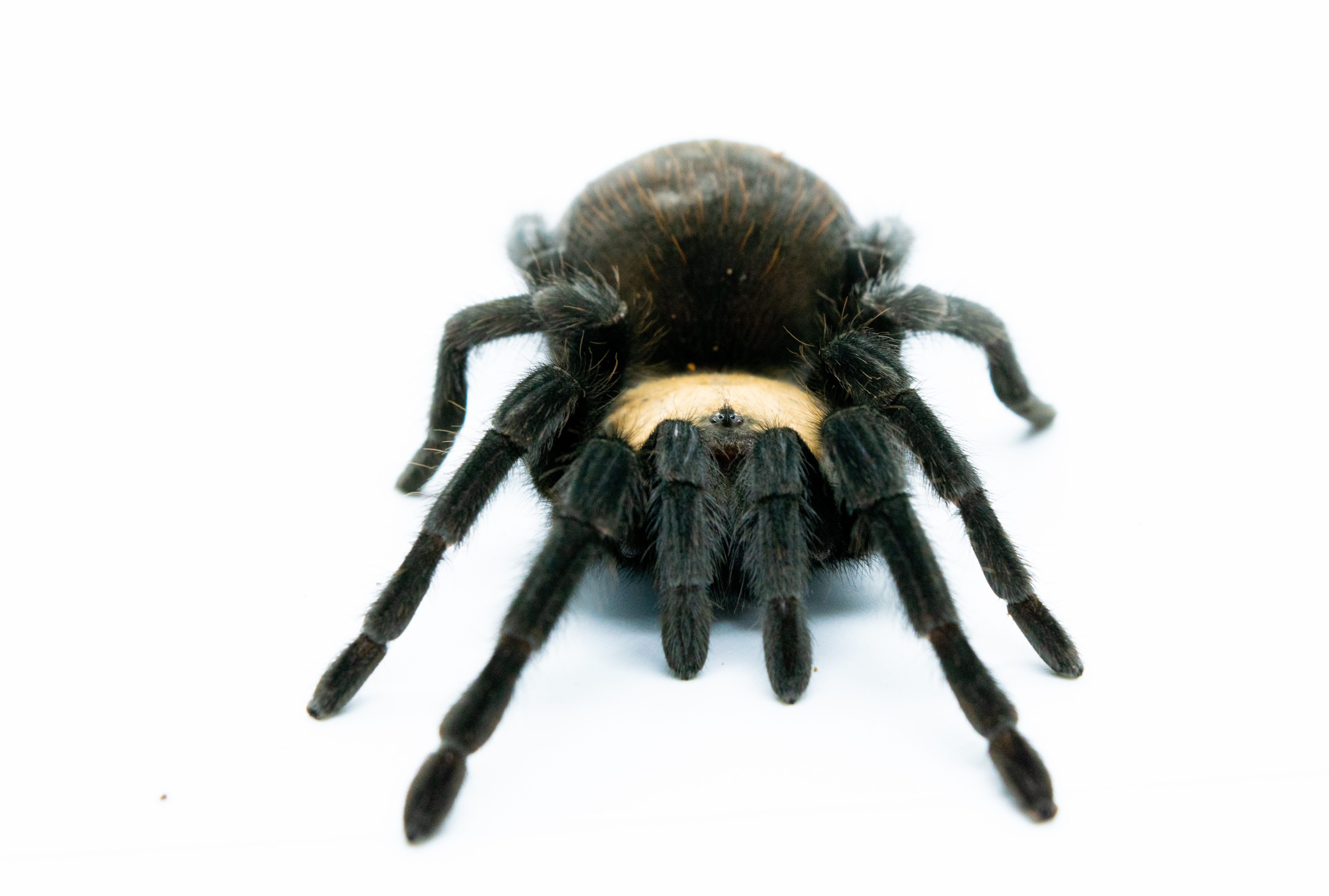 CB 2cm Mexican Golden Red Rump Tarantula