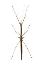 CB Budwing Stick Insect
