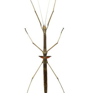 CB Budwing Stick Insect