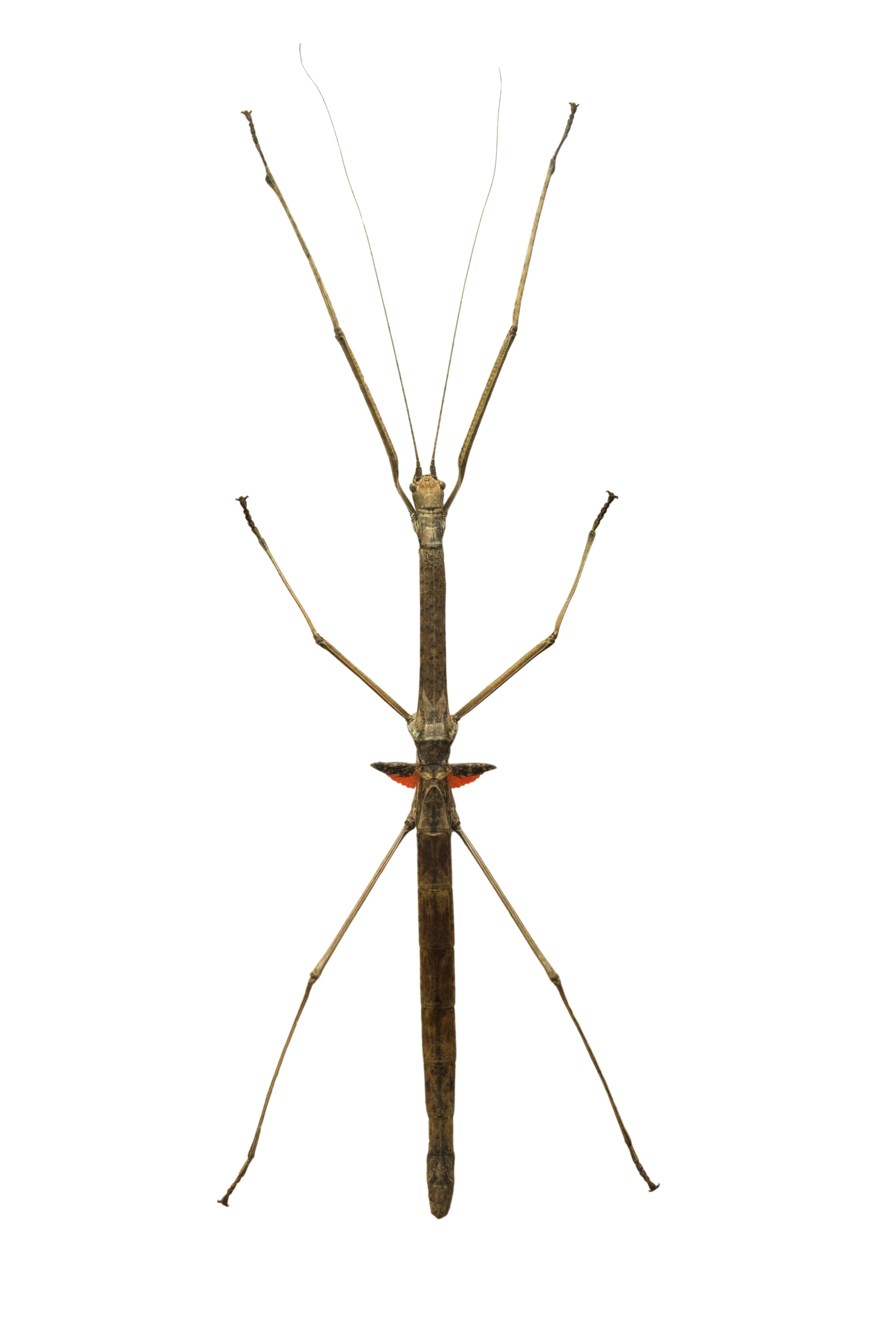 CB Budwing Stick Insect