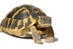 CB25 Hermanns Tortoise