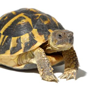 CB25 Hermanns Tortoise (microchipped)