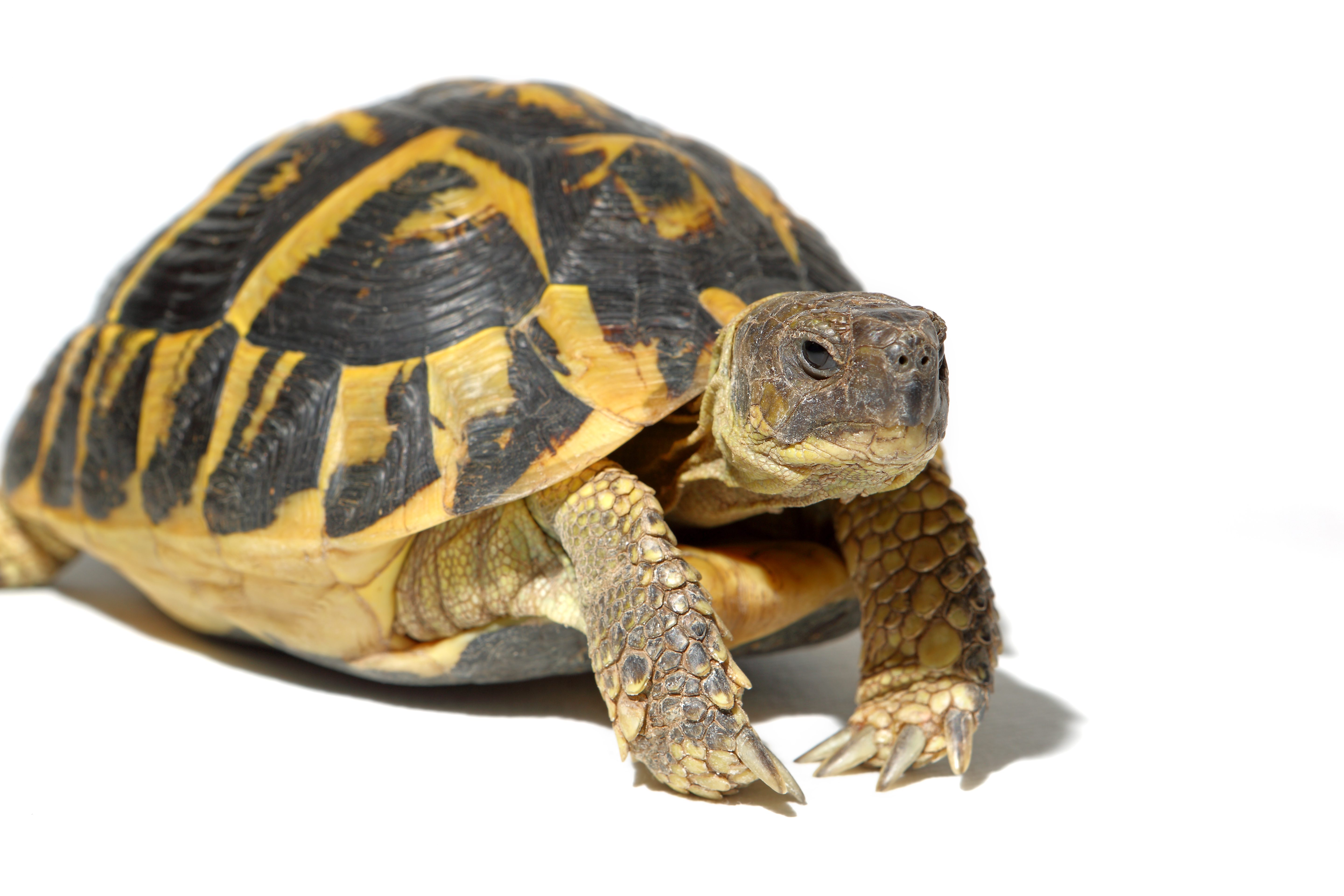 CB25 Hermanns Tortoise