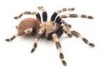CB 2-3cm Brazilian Red & White Tarantula