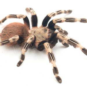 CB 2-3cm Brazilian Red & White Tarantula