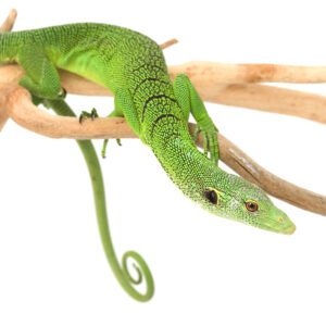 CB Green Tree Monitor