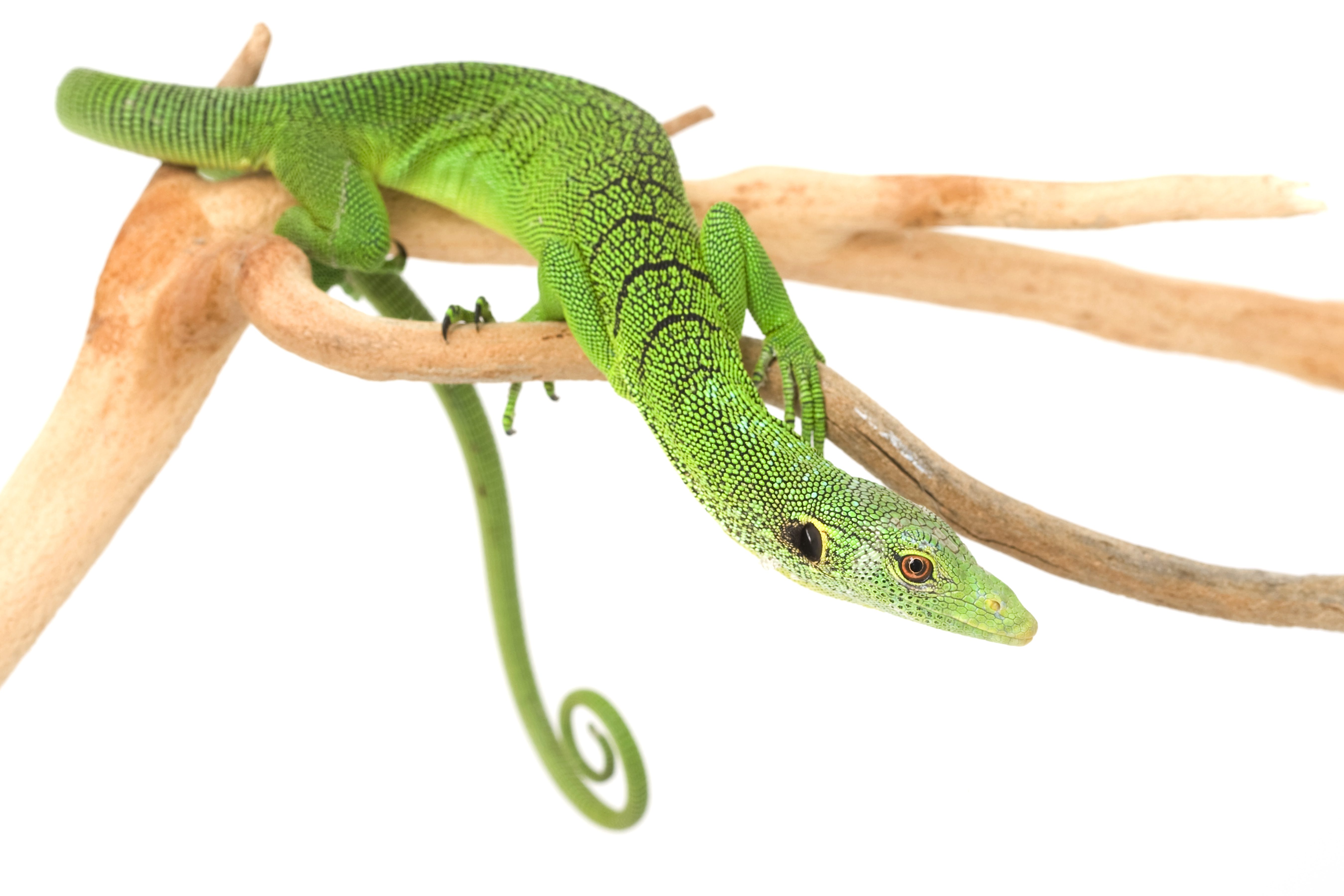 CB Green Tree Monitor