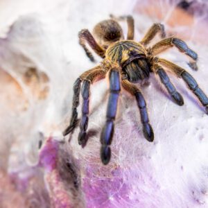 CB 2-3cm Golden Blue Leg Baboon Tarantula