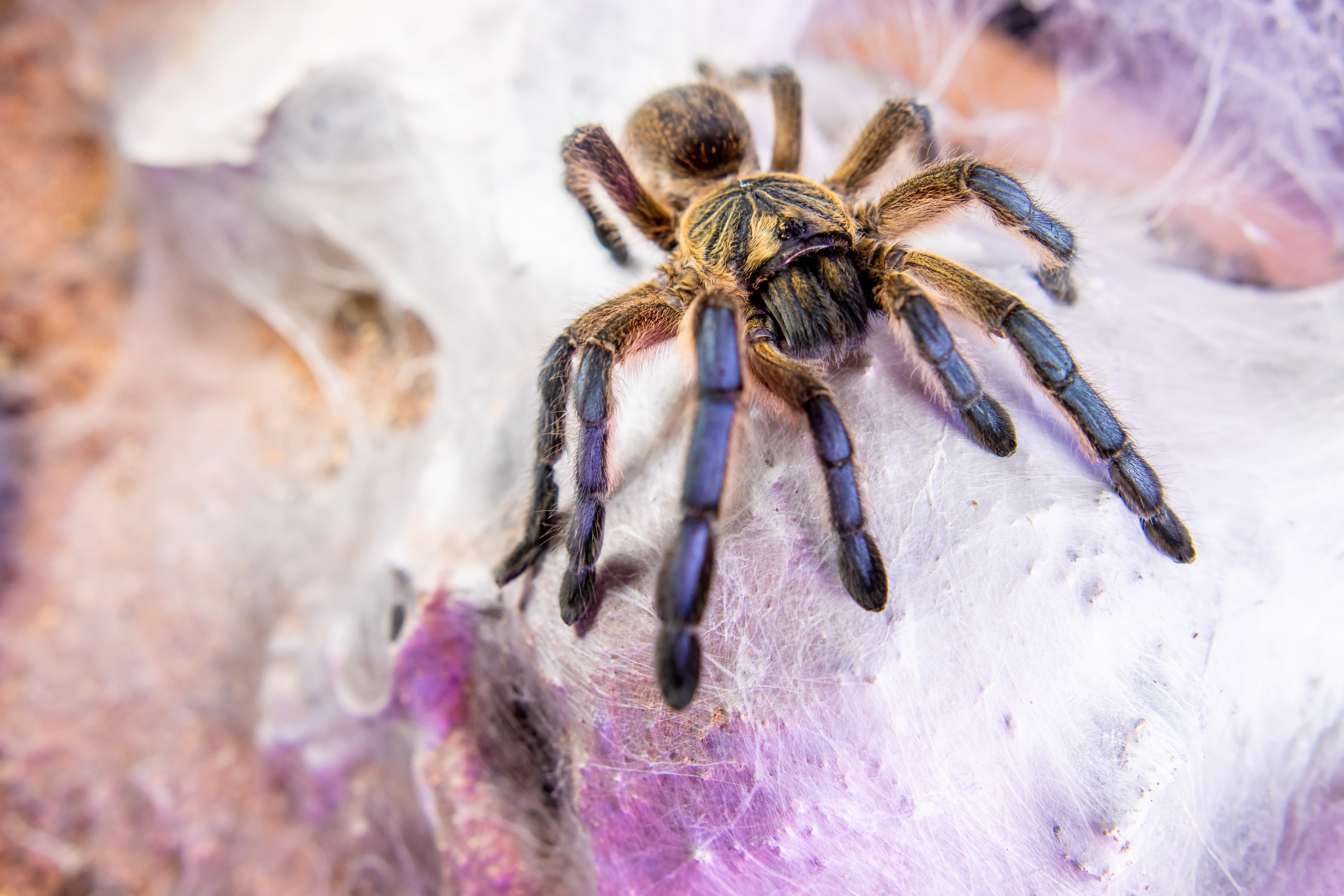CB 2-3cm Golden Blue Leg Baboon Tarantula