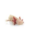 CB Axolotl "Albino"