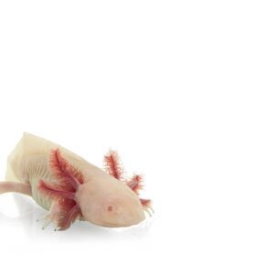 CB Axolotl "Albino"
