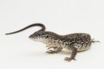 CB Spotted Tree Monitor