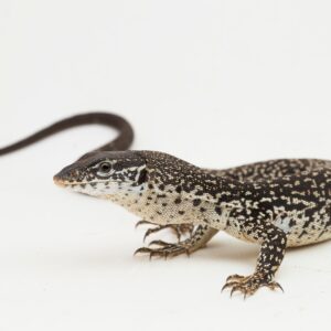 CB Spotted Tree Monitor