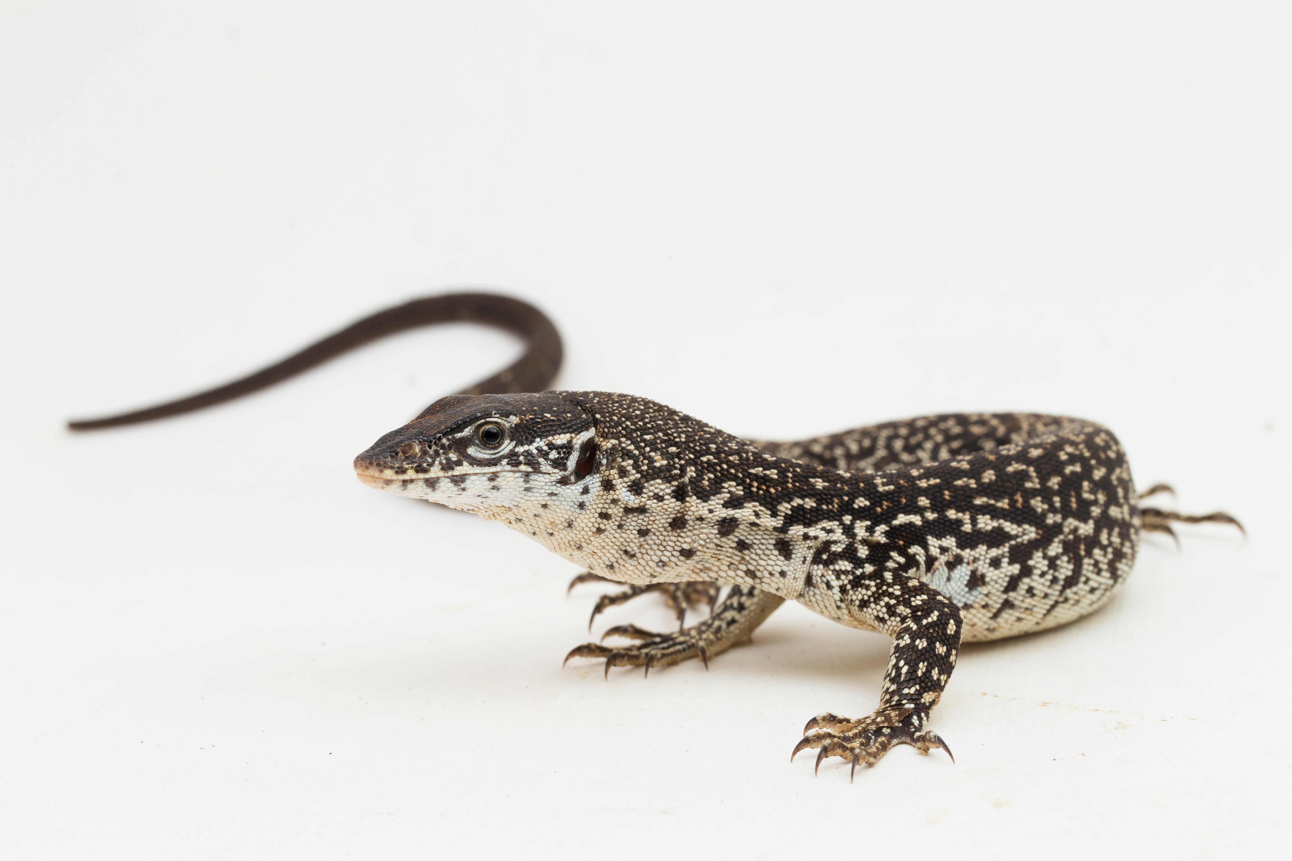 CB Spotted Tree Monitor
