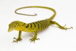 CB Yellow Tree Monitor