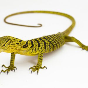 CB Yellow Tree Monitor