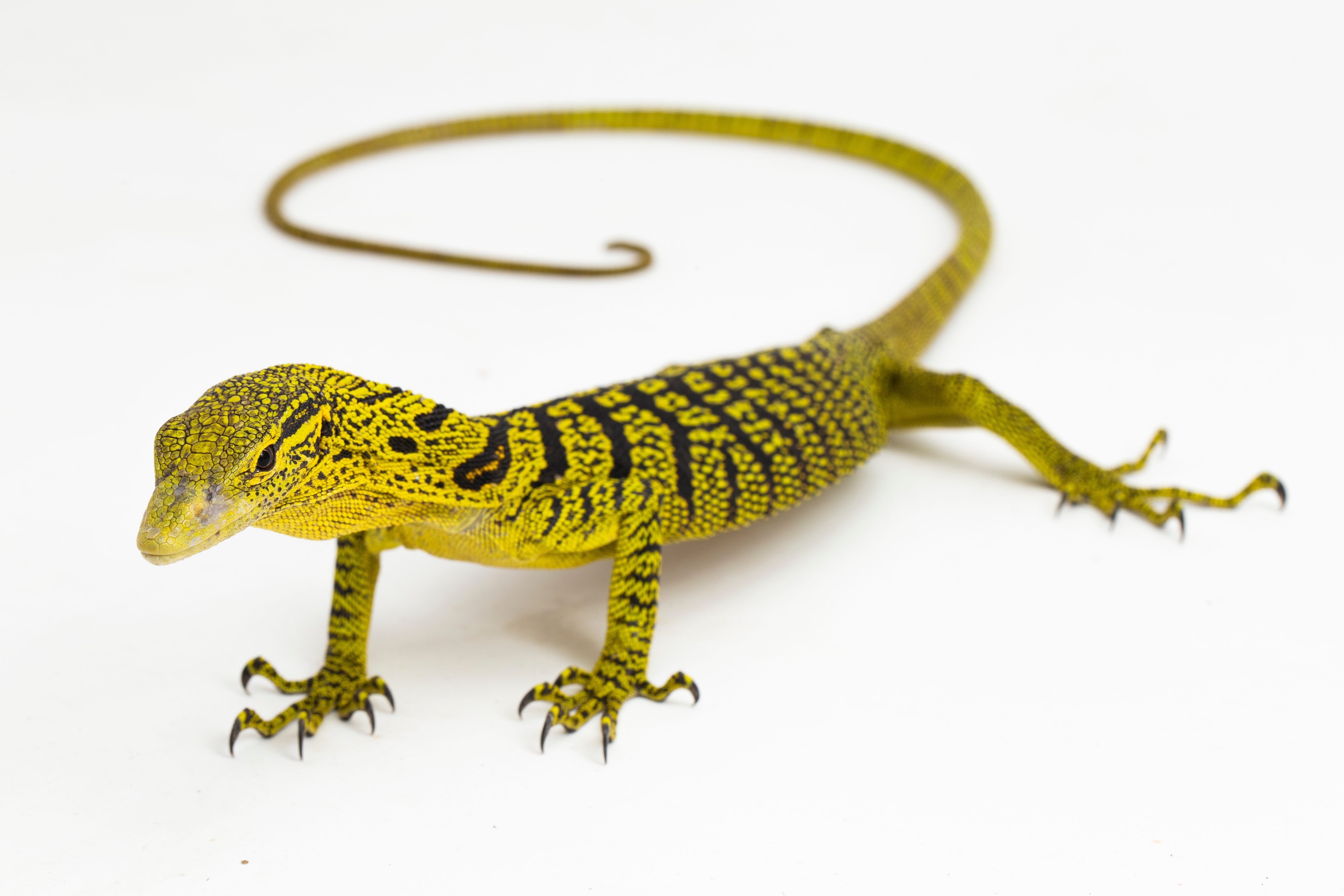 CB Yellow Tree Monitor