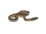 CB25 Diluvial Mexican Garter Snake