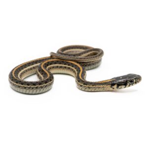 CB25 Diluvial Mexican Garter Snake