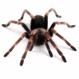 CB Brazilian Red and White Tarantula (2-3cm)
