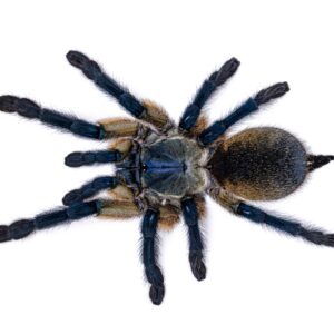 CB 1-2cm Socotra Island Blue Baboon tarantula