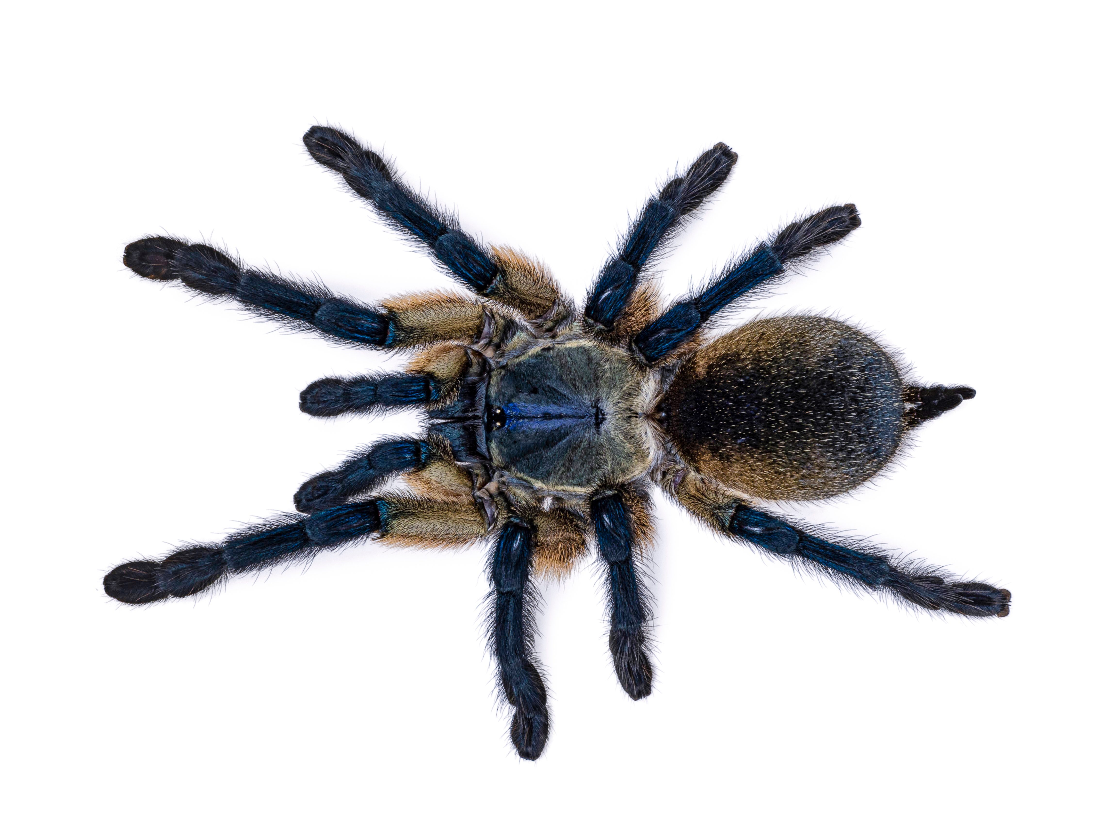 CB 1-2cm Socotra Island Blue Baboon tarantula