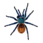 CB 3-5cm Greenbottle Blue Tarantula
