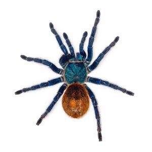 CB 3-4cm Greenbottle Blue Tarantula
