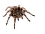 CB 4-5cm Paraguay Red Hair Tarantula