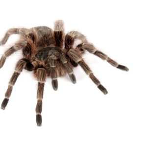 CB 4-5cm Paraguay Red Hair Tarantula