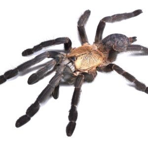 CB 1-2cm Purple Earth Tiger Tarantula